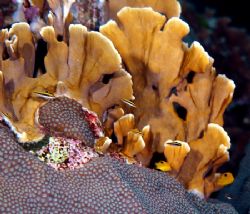 Beautiful coral formation taken off the coast of Roatan. ... by Kenneth Bailey 